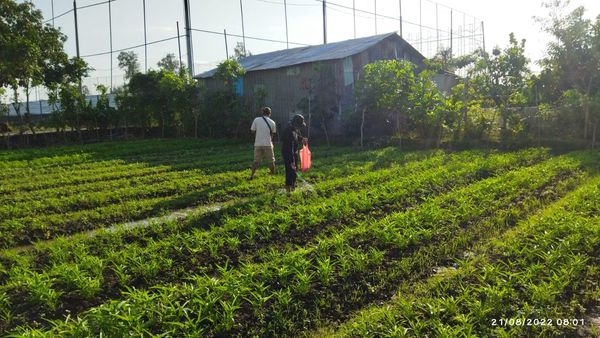 Padat Karya Tunai Nabati Panen Sayur Hijau dan Kangkung