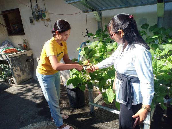 Panen Ketahanan Pangan Hidroponik di Dusun Anggarkasih, hasil panen disalurkan ke masyarakat miskin yang terdata di Data PPKS Sanur Kaja