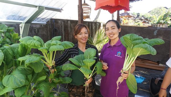 Panen sayur hijau hasil program Ketahanan Pangan Desa Sanur Kaja Tahun 2023 bersama Kelompok Wanita Tani Hidroponik Sanur Kaja
