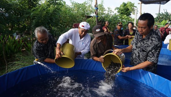 Ketahanan Pangan Desa Sanur Kaja Budi Daya Ikan Lele berlokasi di Jalan Tukad Nyali Gg. Sawah Desa Sanur Kaja.