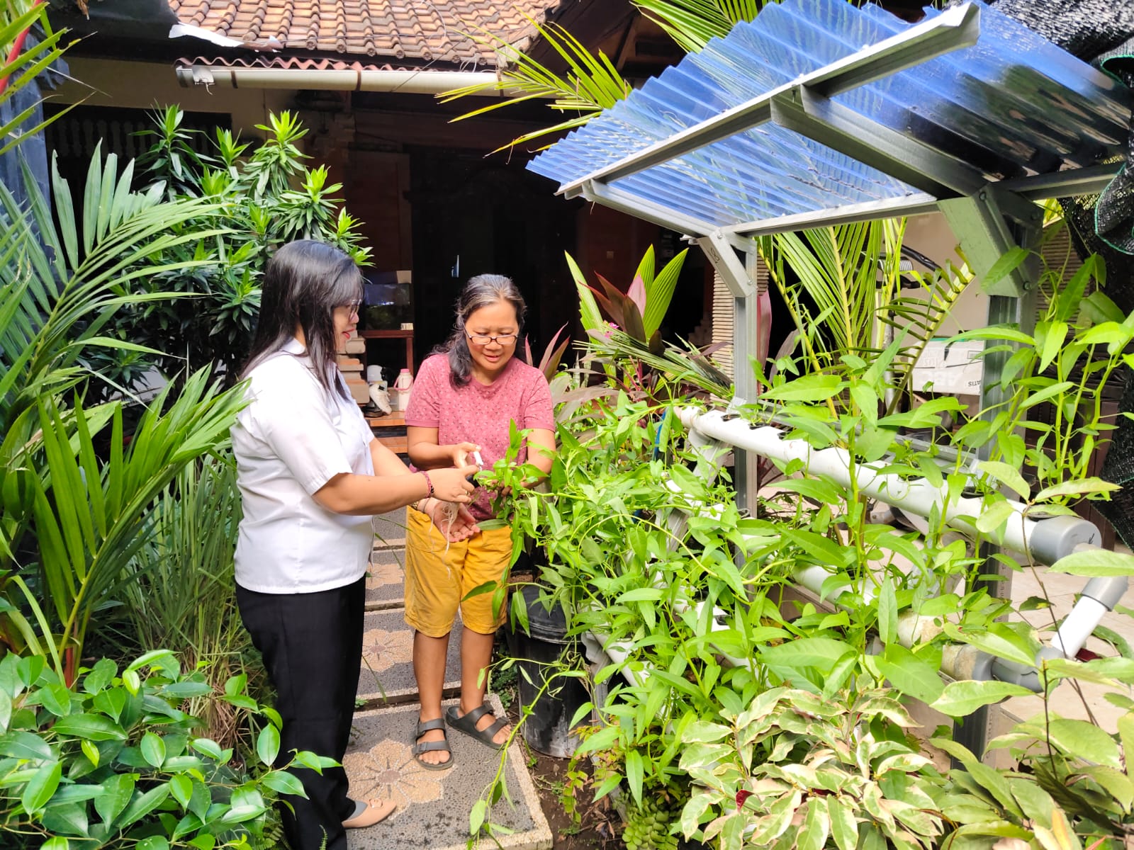 Kegiatan Panen Hidroponik Kangkung bersama Kelompok Wanita Tani Dusun Pekandelan dan Dusun Buruwan