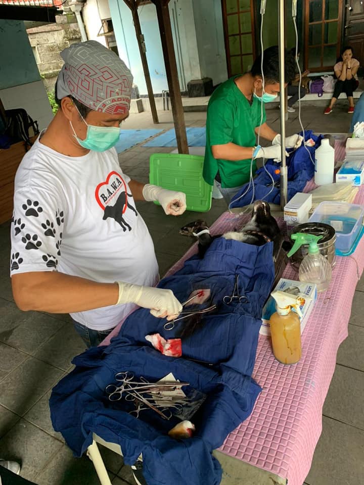 HEALTH DAY (Hari Perawatan Anjing) di wilayah Dusun Wirasana