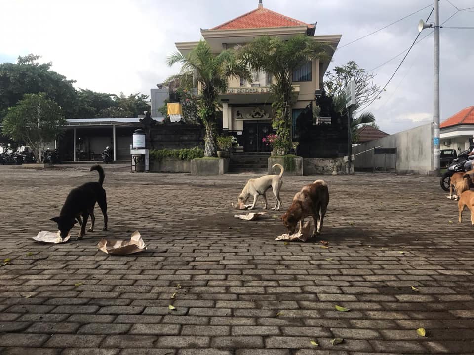 Karang Taruna Asta Dharma bersama Kader Program Dharma Desa Sanur Kaja melakukan Feeding di Pesisir Pantai Sanur Kaja