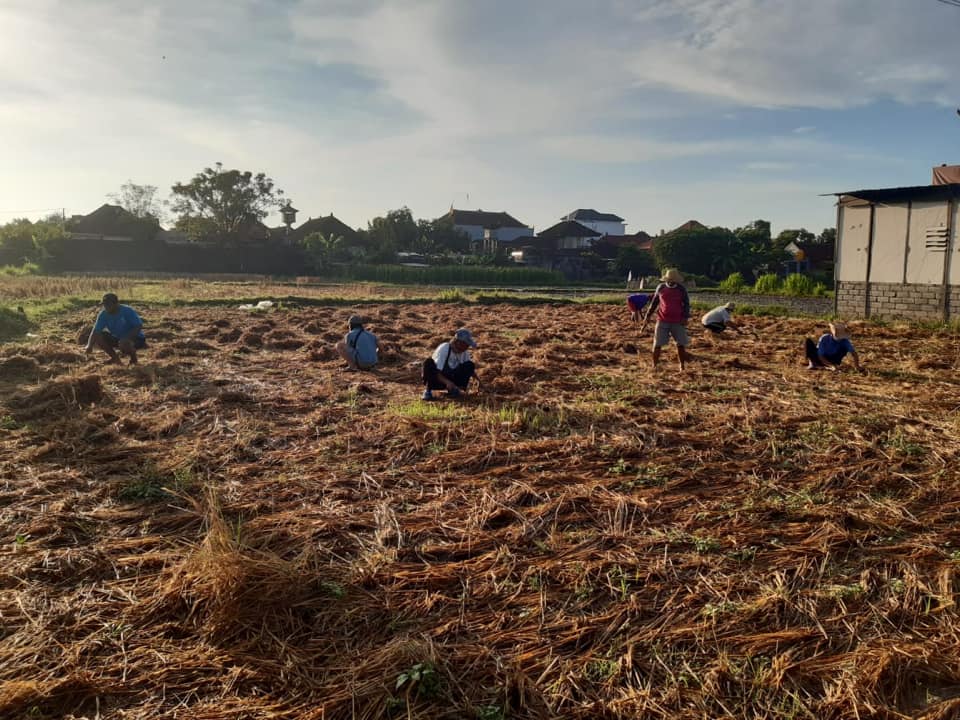 Kegiatan Padat Karya Tunai (Ketahanan Pangan) berlokasi di Merdukumala
