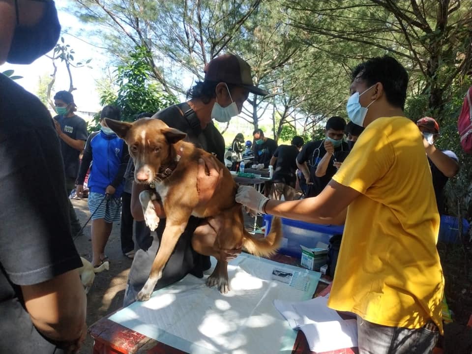 Vaksinasi Rabies dan Sterilisasi Anjing Gratis di Desa Sanur Kaja
