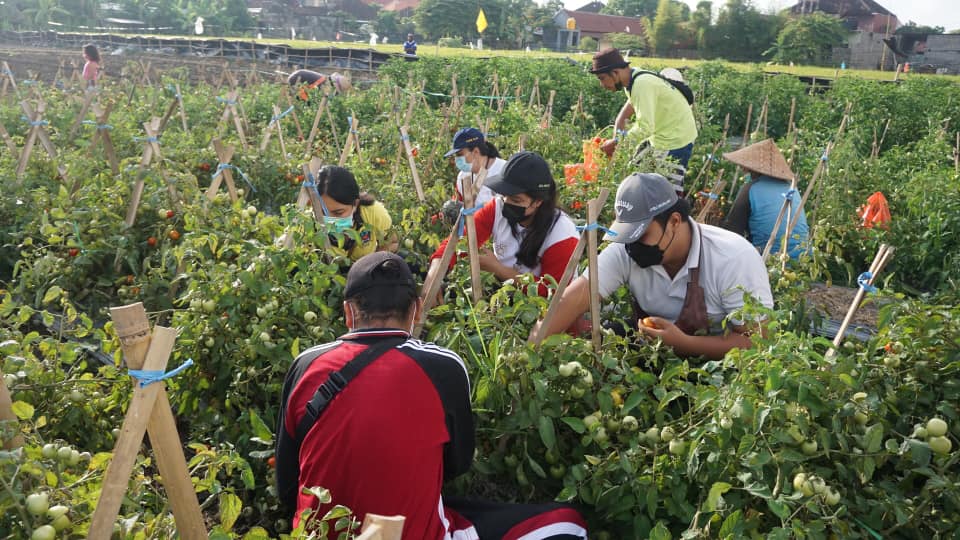 Panen Raya Tomat dan Terong untuk Masyarakat Desa Sanur Kaja