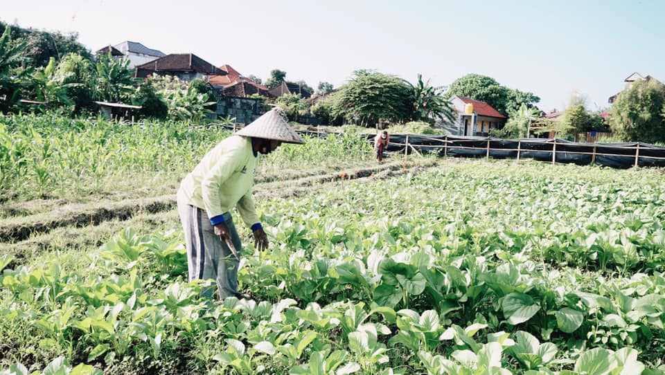 Padat Karya Tunai (Ketahanan Pangan) berlokasi di Merdukumala