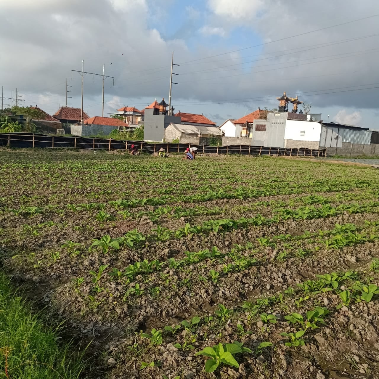 Padat Karya Tunai (Ketahanan Pangan) berlokasi di Merdukumala