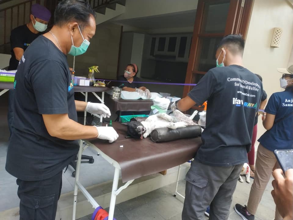 Kegiatan Sterilisasi Anjing Lokal dan Anjing Liar Gratis untuk Masyarakat Sanur Kaja