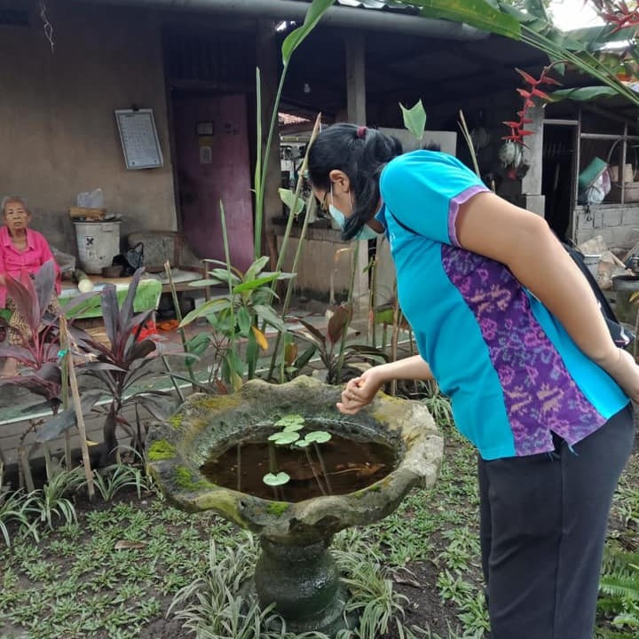 Pemantauan Jentik Nyamuk DBD di seluruh Dusun yang ada di Desa Sanur Kaja