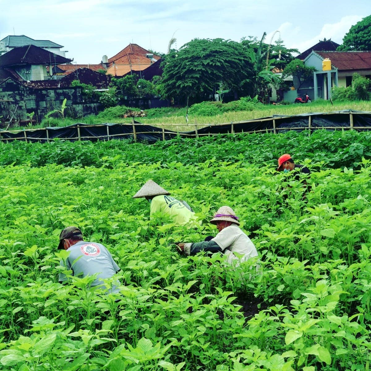 Padat Karya Tunai Desa Fokus Memperkuat Ketahanan Pangan Desa Sanur Kaja